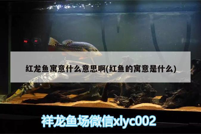 客廳魚缸擺放風(fēng)水位置有哪些事項(xiàng)是要注意的，將魚缸擺放在辦公室什么方位