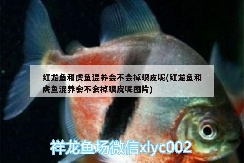 紅龍魚和虎魚混養(yǎng)會(huì)不會(huì)掉眼皮呢(紅龍魚和虎魚混養(yǎng)會(huì)不會(huì)掉眼皮呢圖片) 虎魚百科