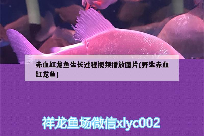 七彩雷龍魚苗如何喂吃(七彩雷龍喂養(yǎng))