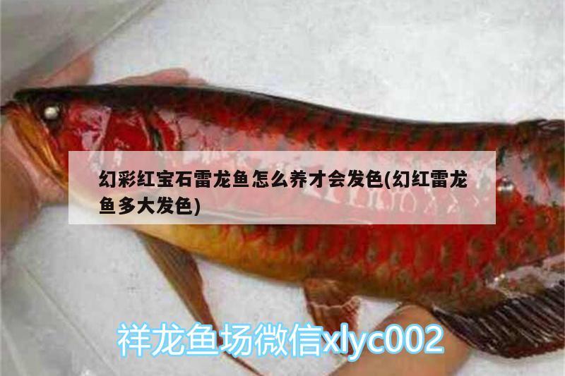 幻彩紅寶石雷龍魚怎么養(yǎng)才會發(fā)色(幻紅雷龍魚多大發(fā)色) 紅龍專用魚糧飼料