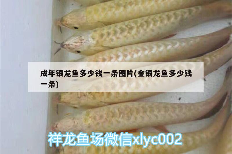 成年銀龍魚多少錢一條圖片(金銀龍魚多少錢一條) 銀龍魚