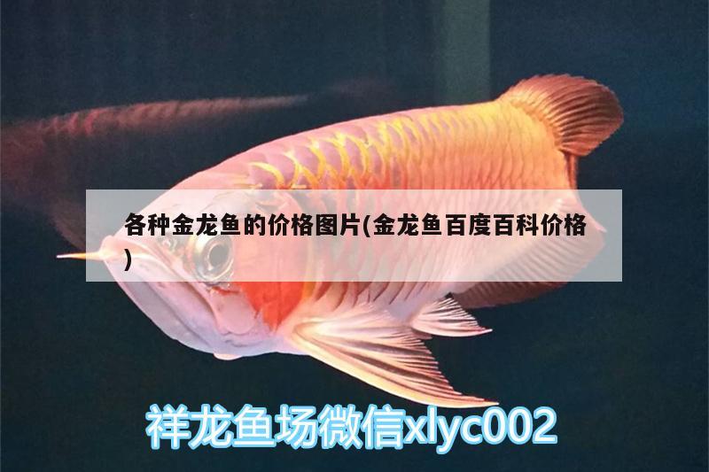 各種金龍魚的價(jià)格圖片(金龍魚百度百科價(jià)格) 泰國虎魚（泰虎）