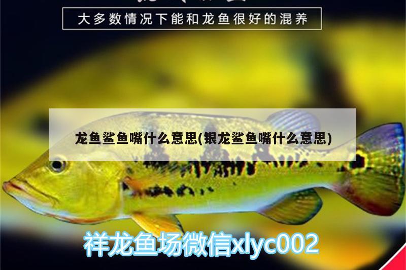 龍魚鯊魚嘴什么意思(銀龍鯊魚嘴什么意思) 三間鼠魚