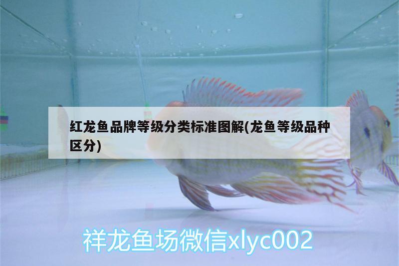 紅龍魚品牌等級分類標(biāo)準(zhǔn)圖解(龍魚等級品種區(qū)分) 泰國虎魚（泰虎）