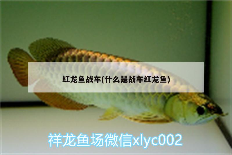 河南省金龍魚廠家在哪里_（河南省金龍魚廠家在哪里?。?大嘴鯨魚 第2張