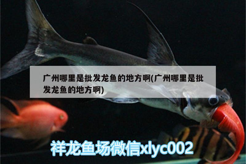 廣州哪里是批發(fā)龍魚的地方啊(廣州哪里是批發(fā)龍魚的地方啊)