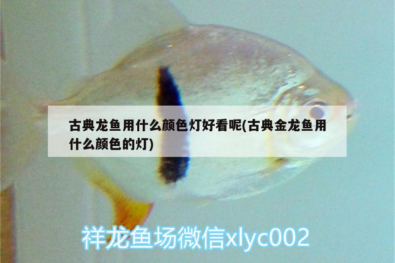 古典龍魚(yú)用什么顏色燈好看呢(古典金龍魚(yú)用什么顏色的燈) 麥肯斯銀版魚(yú)