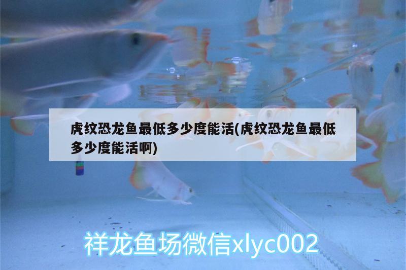 虎紋恐龍魚最低多少度能活(虎紋恐龍魚最低多少度能活啊)