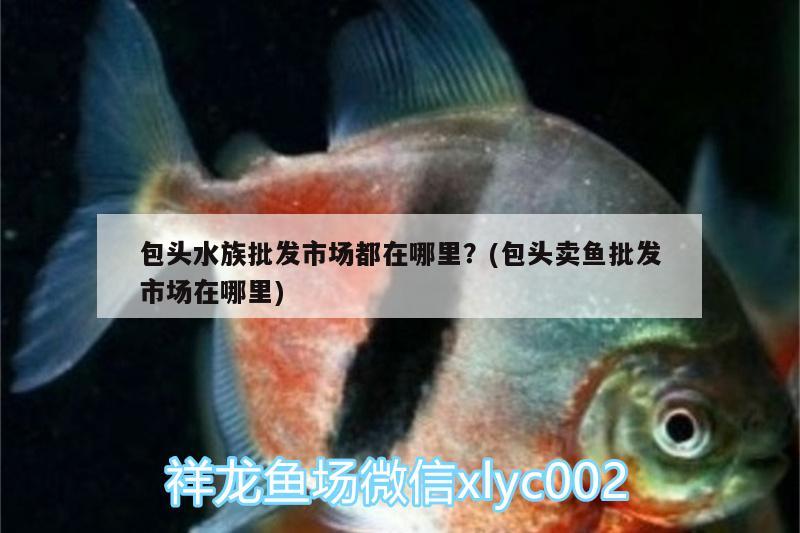 包頭水族批發(fā)市場都在哪里？(包頭賣魚批發(fā)市場在哪里)