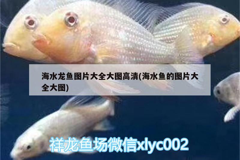 海水龍魚圖片大全大圖高清(海水魚的圖片大全大圖)