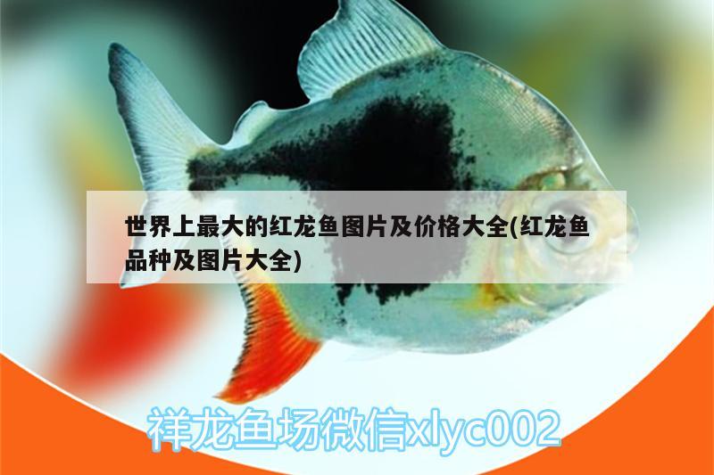 世界上最大的紅龍魚圖片及價格大全(紅龍魚品種及圖片大全)