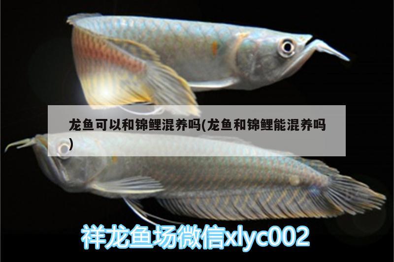 龍魚可以和錦鯉混養(yǎng)嗎(龍魚和錦鯉能混養(yǎng)嗎) 帝王血鉆