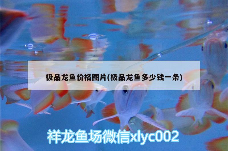 極品龍魚價格圖片(極品龍魚多少錢一條) 非洲象鼻魚