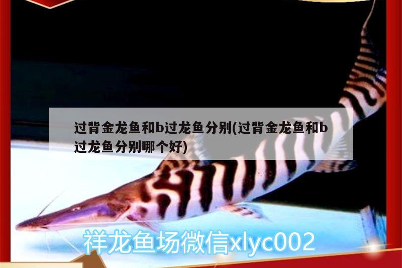 過(guò)背金龍魚(yú)和b過(guò)龍魚(yú)分別(過(guò)背金龍魚(yú)和b過(guò)龍魚(yú)分別哪個(gè)好) 金龍魚(yú)百科