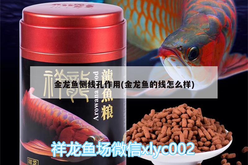 金龍魚側(cè)線孔作用(金龍魚的線怎么樣) 潛水泵