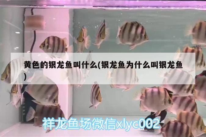 金龍魚魚缸要放多少鹽合適？，金龍魚魚缸要放多少鹽合適金龍魚魚缸中放鹽的方法