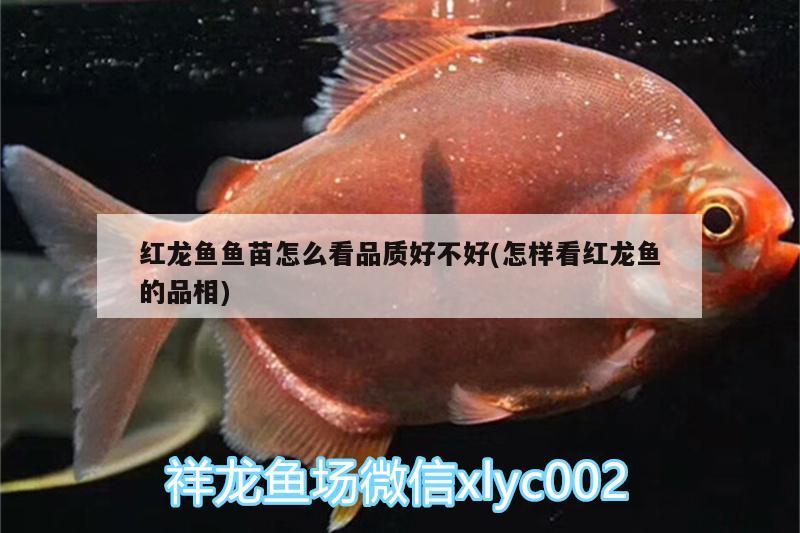 紅龍魚魚苗怎么看品質(zhì)好不好(怎樣看紅龍魚的品相) 黃金貓魚百科