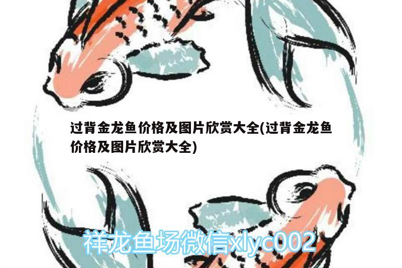 過(guò)背金龍魚(yú)價(jià)格及圖片欣賞大全(過(guò)背金龍魚(yú)價(jià)格及圖片欣賞大全) 金龍魚(yú)百科