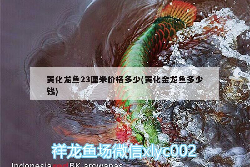 黃化龍魚23厘米價(jià)格多少(黃化金龍魚多少錢) 黑影道人魚