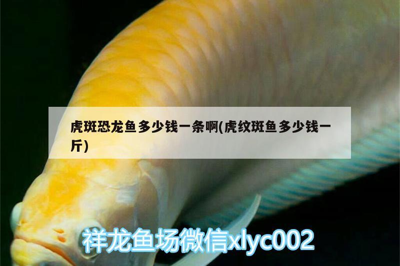 虎斑恐龍魚多少錢一條啊(虎紋斑魚多少錢一斤) 虎斑恐龍魚