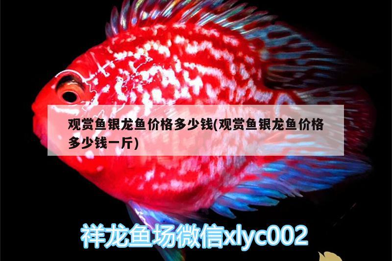 觀賞魚銀龍魚價格多少錢(觀賞魚銀龍魚價格多少錢一斤)