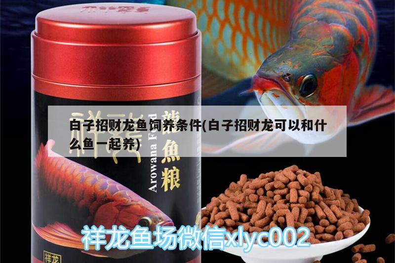 白子招財(cái)龍魚(yú)飼養(yǎng)條件(白子招財(cái)龍可以和什么魚(yú)一起養(yǎng))