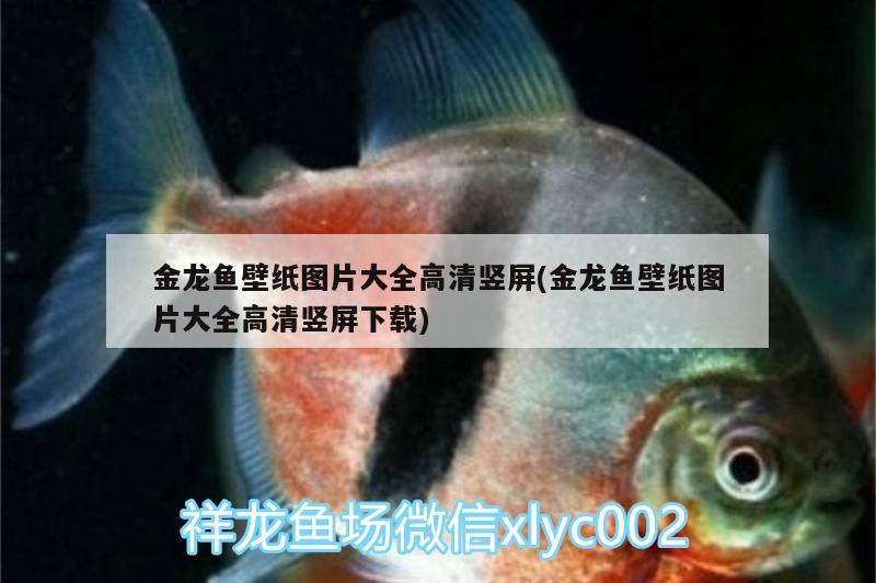 金龍魚壁紙圖片大全高清豎屏(金龍魚壁紙圖片大全高清豎屏下載)