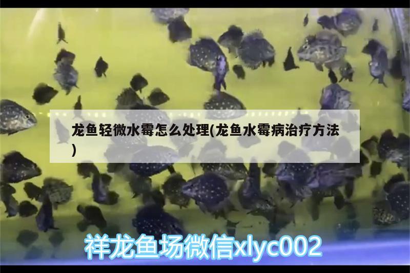 龍魚輕微水霉怎么處理(龍魚水霉病治療方法) 撒旦鴨嘴魚