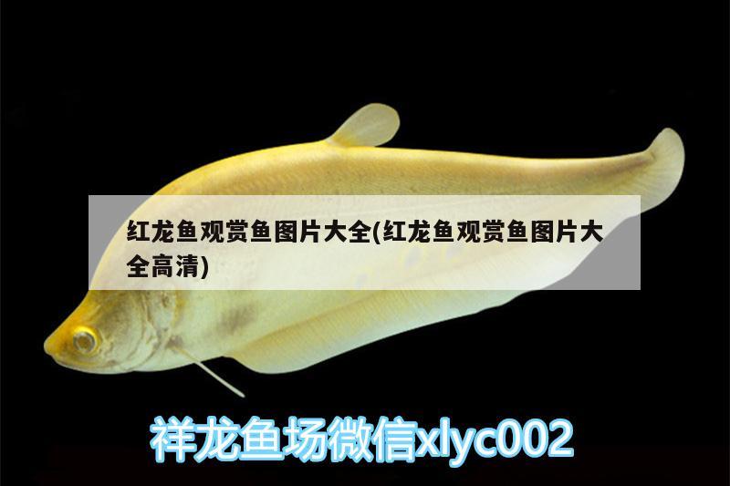 烏龜吃撐的表現(xiàn)是什么 狗頭魚(yú) 第2張