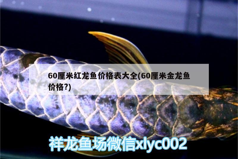 60厘米紅龍魚價(jià)格表大全(60厘米金龍魚價(jià)格?) 伊巴卡魚