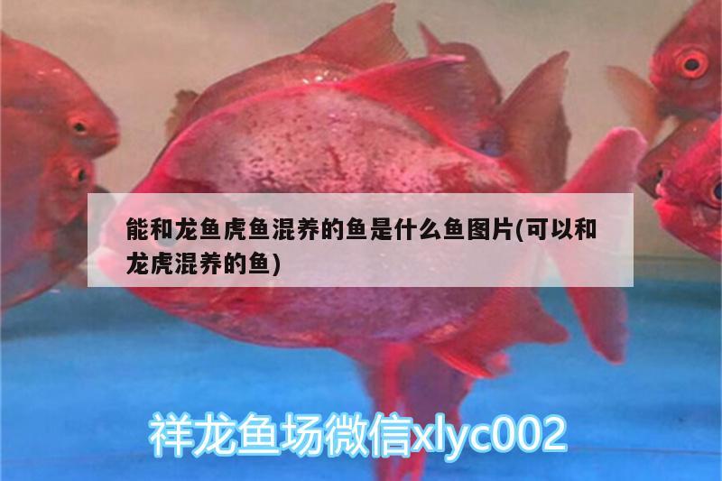 能和龍魚虎魚混養(yǎng)的魚是什么魚圖片(可以和龍虎混養(yǎng)的魚)