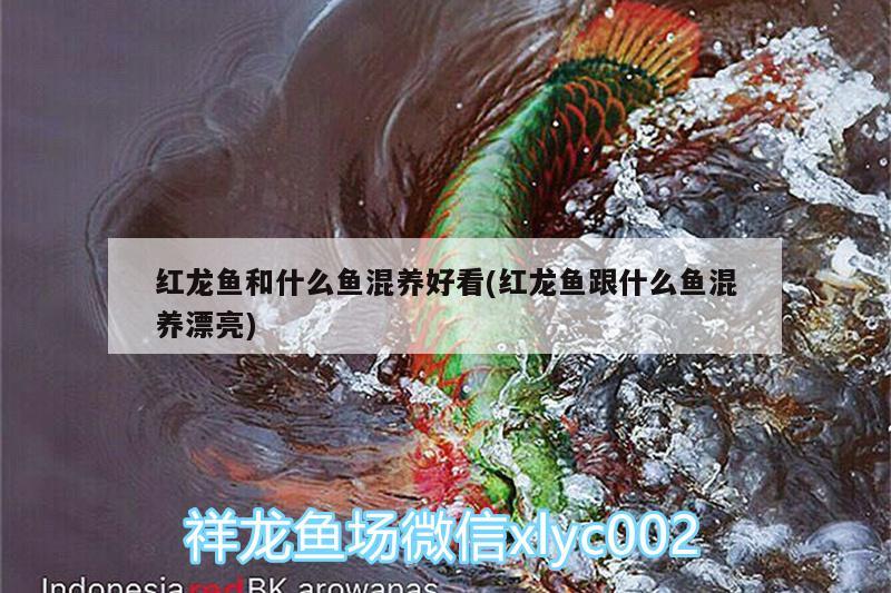 紅龍魚和什么魚混養(yǎng)好看(紅龍魚跟什么魚混養(yǎng)漂亮) 狗頭魚