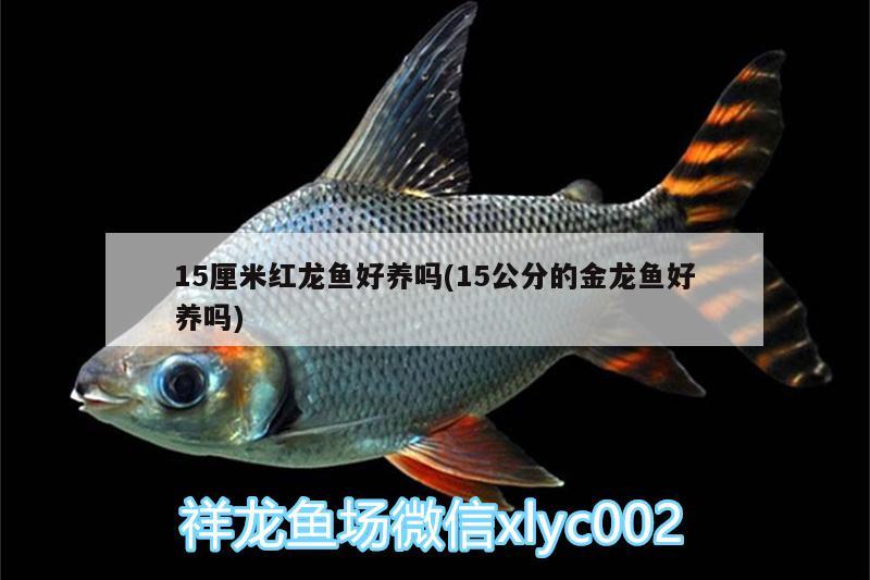 15厘米紅龍魚好養(yǎng)嗎(15公分的金龍魚好養(yǎng)嗎) PH調(diào)節(jié)劑