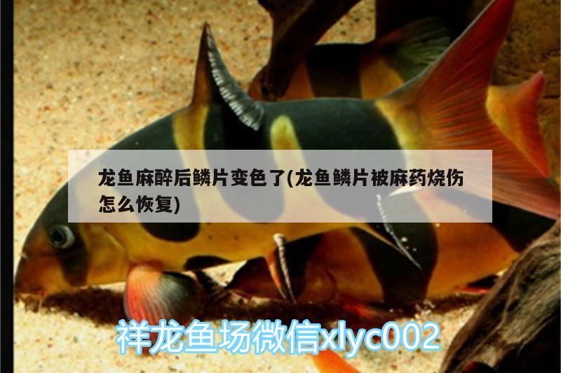 龍魚麻醉后鱗片變色了(龍魚鱗片被麻藥燒傷怎么恢復(fù)) 龍魚麻藥（祥龍Nika）