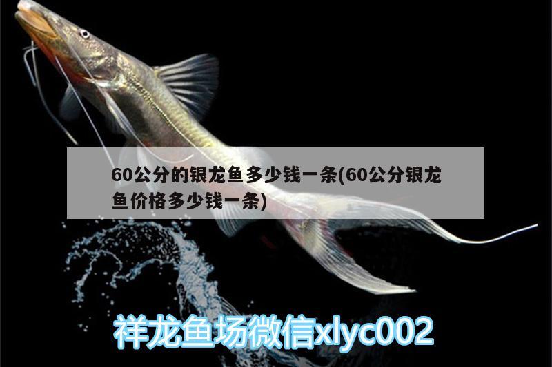 60公分的銀龍魚多少錢一條(60公分銀龍魚價格多少錢一條)