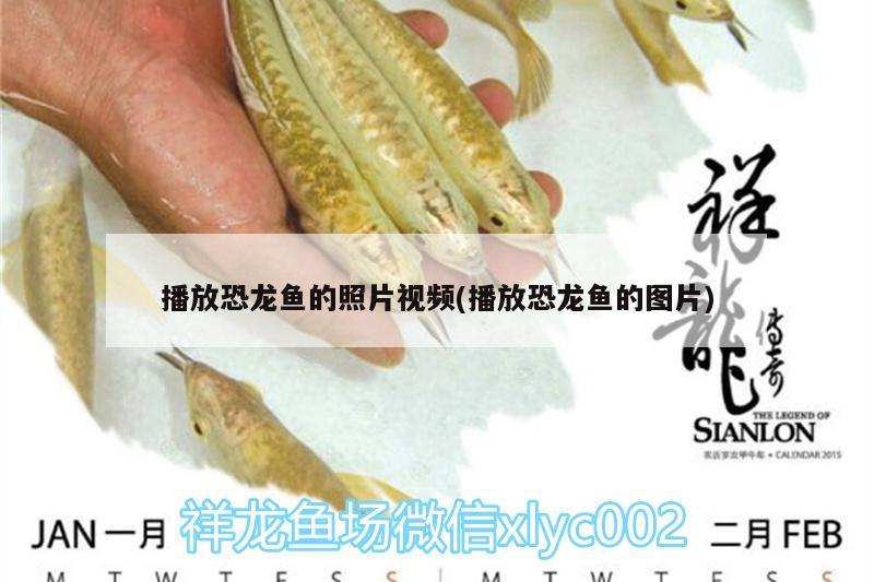 播放恐龍魚的照片視頻(播放恐龍魚的圖片) 龍魚專用燈