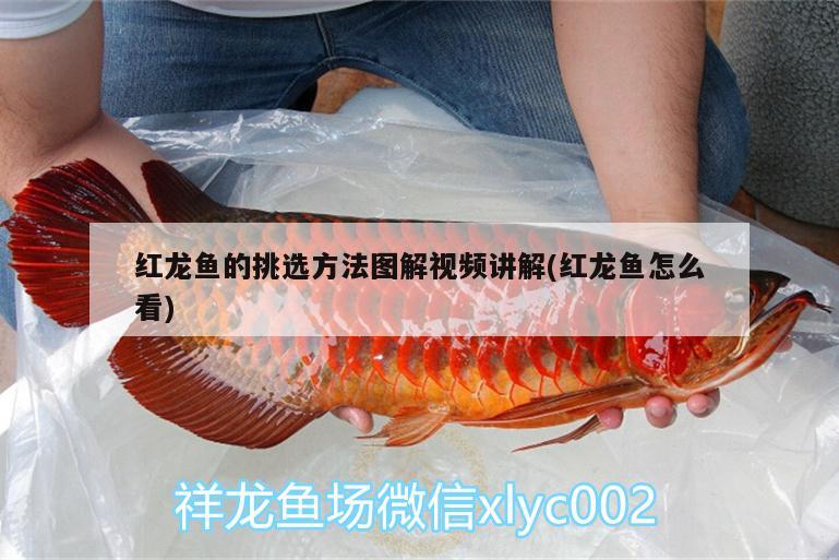 紅龍魚(yú)的挑選方法圖解視頻講解(紅龍魚(yú)怎么看) 斑馬狗頭魚(yú)