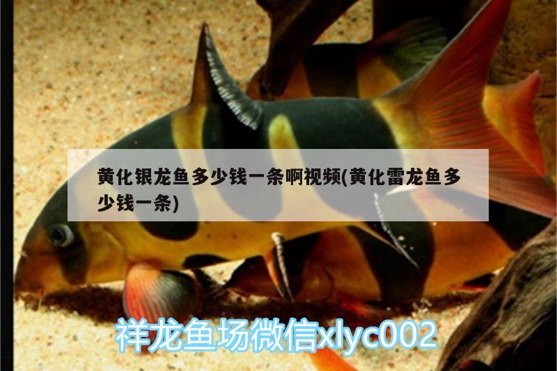 黃化銀龍魚多少錢一條啊視頻(黃化雷龍魚多少錢一條) 銀龍魚百科