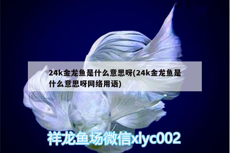 24k金龍魚(yú)是什么意思呀(24k金龍魚(yú)是什么意思呀網(wǎng)絡(luò)用語(yǔ))