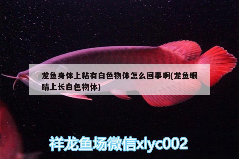 龍魚身體上粘有白色物體怎么回事啊(龍魚眼睛上長白色物體)