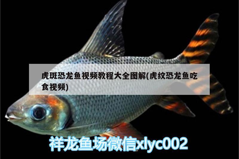 虎斑恐龍魚視頻教程大全圖解(虎紋恐龍魚吃食視頻) 虎斑恐龍魚