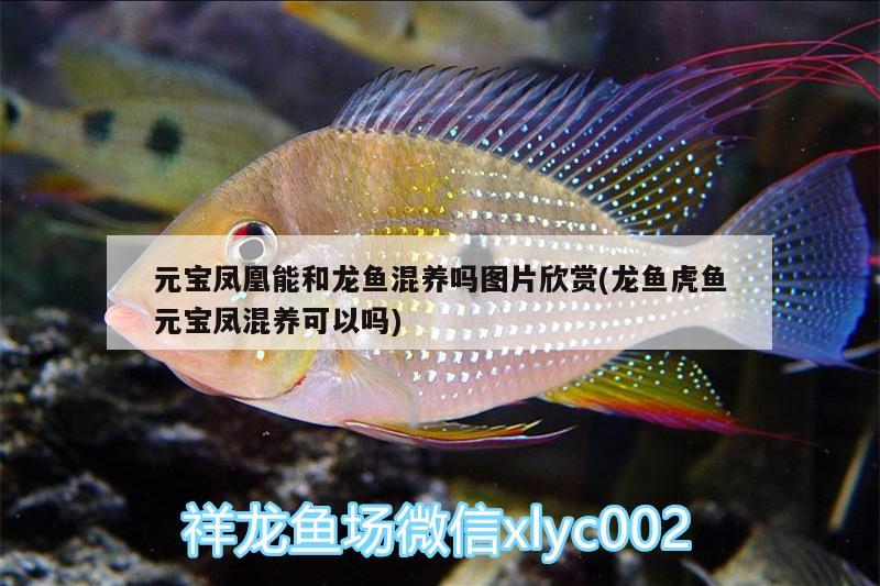 元寶鳳凰能和龍魚(yú)混養(yǎng)嗎圖片欣賞(龍魚(yú)虎魚(yú)元寶鳳混養(yǎng)可以嗎)