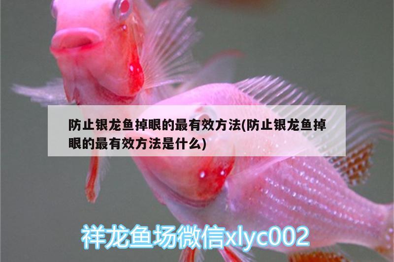 防止銀龍魚掉眼的最有效方法(防止銀龍魚掉眼的最有效方法是什么) 銀龍魚百科