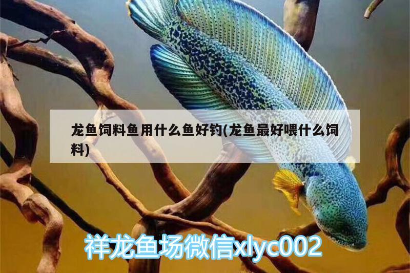 龍魚飼料魚用什么魚好釣(龍魚最好喂什么飼料) 垂釣樂園