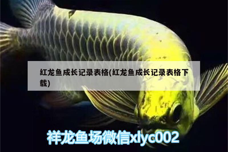 魚缸里的黑魚死了還能活嗎：魚缸里的黑魚死了寓意