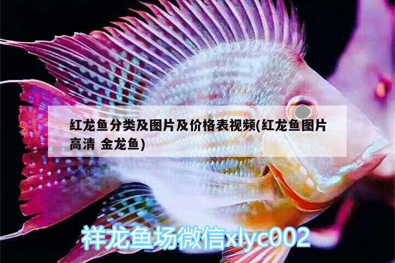 紅龍魚分類及圖片及價格表視頻(紅龍魚圖片高清金龍魚) 黃金招財貓魚