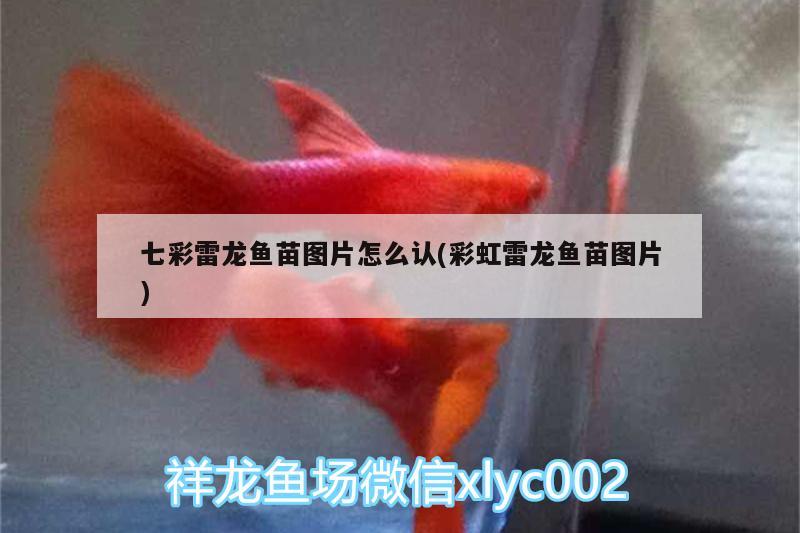 七彩雷龍魚苗圖片怎么認(rèn)(彩虹雷龍魚苗圖片)