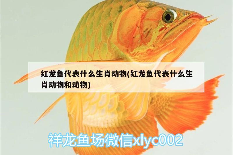 紅龍魚(yú)代表什么生肖動(dòng)物(紅龍魚(yú)代表什么生肖動(dòng)物和動(dòng)物) 水溫計(jì)