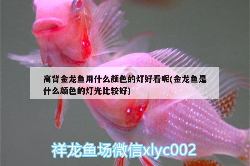 高背金龍魚用什么顏色的燈好看呢(金龍魚是什么顏色的燈光比較好) 高背金龍魚