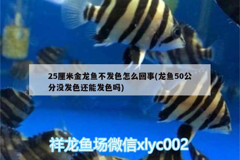 25厘米金龍魚不發(fā)色怎么回事(龍魚50公分沒發(fā)色還能發(fā)色嗎)